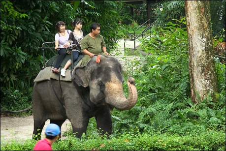 singapore-zoo-IMGP2464